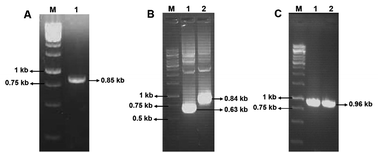 Graphical abstract: A halotolerant aldose reductase from Debaryomyces nepalensis: gene isolation, overexpression and biochemical characterization