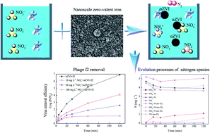 Graphical abstract: Removal of waterborne phage and NO3− in the nZVI/phage/NO3− system: competition effect