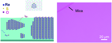 Graphical abstract: van der Waals epitaxy of large-area continuous ReS2 films on mica substrate