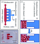 Graphical abstract: miRNA-21 promotes renal carcinoma cell invasion in a microfluidic device