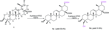 Graphical abstract: Site-selective biotransformation of ursane triterpenes by Streptomyces griseus ATCC 13273