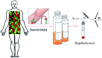 Graphical abstract: Fast detection of volatile organic compounds from Staphylococcal blood cultures by CDI-MS