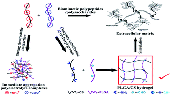 Graphical abstract: Fabrication of injectable hydrogels based on poly(l-glutamic acid) and chitosan