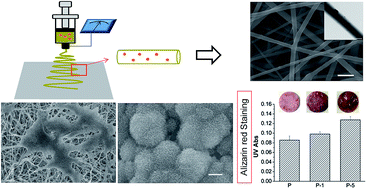 Graphical abstract: Incorporation of well-dispersed calcium phosphate nanoparticles into PLGA electrospun nanofibers to enhance the osteogenic induction potential