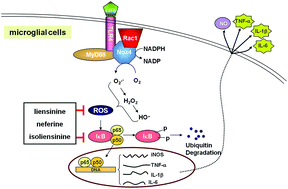 Graphical abstract: Inhibitory effects of three bisbenzylisoquinoline alkaloids on lipopolysaccharide-induced microglial activation