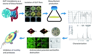 Graphical abstract: Monitoring surfactant mediated defence of gastrointestinal Proteus mirabilis DMTMMK1 against pathogenic consortia of Vibrio cholerae