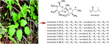 Graphical abstract: Cytotoxic isovaleryl sucrose esters from Ainsliaea yunnanensis: reduction of mitochondrial membrane potential and increase of reactive oxygen species levels in A549 cells