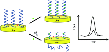 Graphical abstract: An ultrasensitive and label-free electrochemical DNA biosensor for detection of DNase I activity