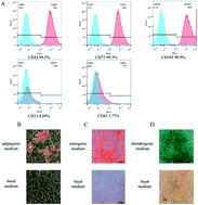 Graphical abstract: The effect of a human acellular amniotic membrane loaded with mechanical stretch-stimulated bone marrow mesenchymal stem cells for the treatment of pelvic floor dysfunction