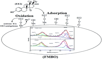 Graphical abstract: Efficient removal of 17α-ethinylestradiol (EE2) from water using freshly formed Fe–Mn binary oxide