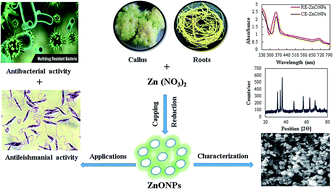 Graphical abstract: Differential effects of in vitro cultures of Linum usitatissimum L. (Flax) on biosynthesis, stability, antibacterial and antileishmanial activities of zinc oxide nanoparticles: a mechanistic approach