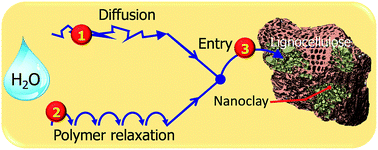 Graphical abstract: The distribution and role of nanoclay in lignocellulose–polymer blends