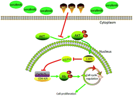 Graphical abstract: Melatonin enhances the anti-tumor effect of sorafenib via AKT/p27-mediated cell cycle arrest in hepatocarcinoma cell lines