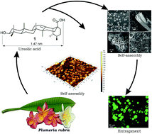 Graphical abstract: Nanoarchitectures by hierarchical self-assembly of ursolic acid: entrapment and release of fluorophores including anticancer drug doxorubicin