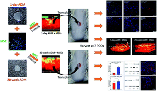 Graphical abstract: MSCs on an acellular dermal matrix (ADM) sourced from neonatal mouse skin regulate collagen reconstruction of granulation tissue during adult cutaneous wound healing