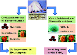 Graphical abstract: Effects of naturally occurring flavonoids on ferroportin expression in the spleen in iron deficiency anemia in vivo