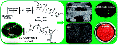 Graphical abstract: Enhancing the proliferation of MC3T3-E1 cells on casein phosphopeptide-biofunctionalized 3D reduced-graphene oxide/polypyrrole scaffolds