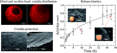 Graphical abstract: Encapsulation and release of Beauveria bassiana from alginate–bentonite nanocomposite