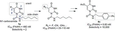 Graphical abstract: Design and synthesis of uracil urea derivatives as potent and selective fatty acid amide hydrolase inhibitors