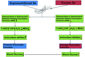 Graphical abstract: The supranutritional selenium status alters blood glucose and pancreatic redox homeostasis via a modulated selenotranscriptome in chickens (Gallus gallus)