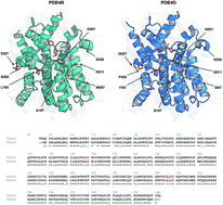 Graphical abstract: Exploring the origin of phosphodiesterase inhibition via proteochemometric modeling