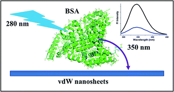 Graphical abstract: Investigating resonance energy transfer from protein molecules to van der Waals nanosheets