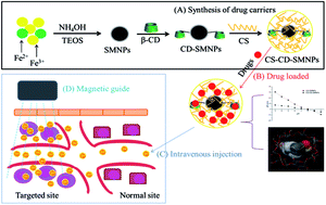 Graphical abstract: Magnetic targeted nanoparticles based on β-cyclodextrin and chitosan for hydrophobic drug delivery and a study of their mechanism
