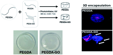 Graphical abstract: Graphene oxide reinforced hydrogels for osteogenic differentiation of human adipose-derived stem cells
