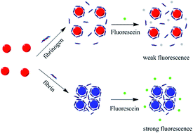 Graphical abstract: Sensitive fluorescent detection of fibrin based on the inner filter effect of gold nanoparticles