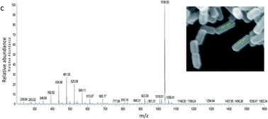 Graphical abstract: Anaerobic lipopeptide biosurfactant production by an engineered bacterial strain for in situ microbial enhanced oil recovery