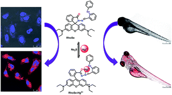 Graphical abstract: A rhodamine-based chemosensor with diphenylselenium for highly selective fluorescence turn-on detection of Hg2+ in vitro and in vivo