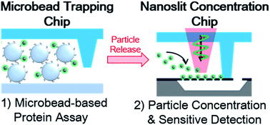 Graphical abstract: Nanoslit-concentration-chip integrated microbead-based protein assay system for sensitive and quantitative detection
