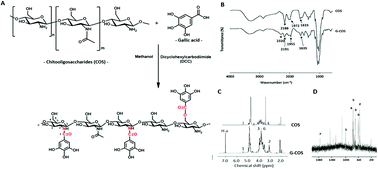 Graphical abstract: Characterization of the in vitro effects of gallic acid-grafted-chitooligosaccharides in the suppression of AGS human gastric cancer cell proliferation