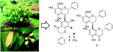 Graphical abstract: Hybrid flavan–flavanones from Friesodielsia desmoides and their inhibitory activities against nitric oxide production