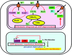Graphical abstract: Control of ATP concentration in Escherichia coli using an ATP-sensing riboswitch for enhanced S-adenosylmethionine production