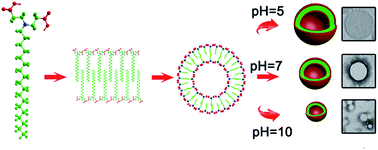 Graphical abstract: pH responsive vesicles with tunable size formed by single-tailed surfactants with a dendritic headgroup