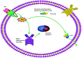 Graphical abstract: Comparative suppression of NLRP3 inflammasome activation with LPS-induced inflammation by blueberry extracts (Vaccinium spp.)