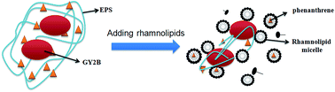 Graphical abstract: Effects of rhamnolipids on the cell surface characteristics of Sphingomonas sp. GY2B and the biodegradation of phenanthrene