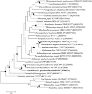 Graphical abstract: Complete genome sequencing of Arachidicoccus ginsenosidimutans sp. nov., and its application for production of minor ginsenosides by finding a novel ginsenoside-transforming β-glucosidase