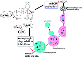 Graphical abstract: A triterpenoidal saponin fraction of Conyza blinii H.Lév. is a dual-targeting autophagy inhibitor for HeLa cells