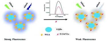 Graphical abstract: Simple method for O-GlcNAc sensitive detection based on graphene quantum dots