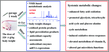 Graphical abstract: Metabolomic studies on the systemic responses of mice with oxidative stress induced by short-term oxidized tyrosine administration