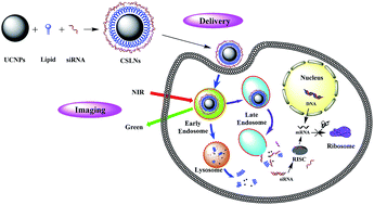 Graphical abstract: Bifunctional cationic solid lipid nanoparticles of β-NaYF4:Yb,Er upconversion nanoparticles coated with a lipid for bioimaging and gene delivery