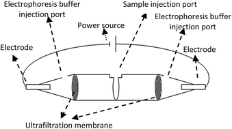 Graphical abstract: Electro-ultrafiltration to remove sodium dodecyl sulfate in proteins extracted for proteomics