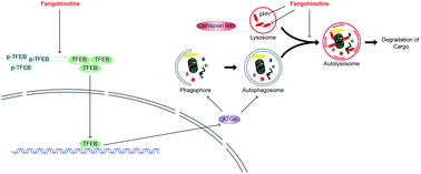 Graphical abstract: Fangchinoline accumulates autophagosomes by inhibiting autophagic degradation and promoting TFEB nuclear translocation