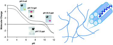 Graphical abstract: Fabrication and characterization of hydrogels formed from designer coiled-coil fibril-forming peptides