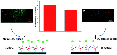 Graphical abstract: Chirality-mediated enhancement of nitric oxide release and regulation of endothelial cells behaviors by cystine immobilization on Ti–O films