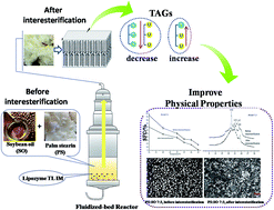 Graphical abstract: Improvement of physical properties of palm stearin and soybean oil blends by enzymatic interesterification and their application in fast frozen food