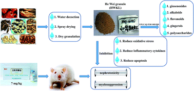 Graphical abstract: Retracted Article: He-Wei granules (HWKL) combat cisplatin-induced nephrotoxicity and myelosuppression in rats by inhibiting oxidative stress, inflammatory cytokines and apoptosis