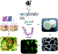 Graphical abstract: l-Arginine intercedes bio-crosslinking of a collagen–chitosan 3D-hybrid scaffold for tissue engineering and regeneration: in silico, in vitro, and in vivo studies
